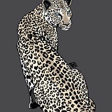 Felines. Un progetto di Street Art, Belle arti, Bozzetti, Creatività, Disegno, Disegno artistico, Disegno realistico, Design, Graphic design, Illustrazione tradizionale, Illustrazione digitale e Pittura di Isa - 28.10.2018