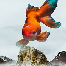 Fly Fish . Desain proyek oleh Abelardo Rodriguez - 01.01.2019