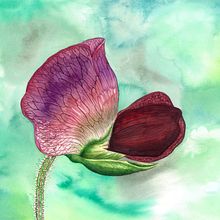 Flor del guisante en acuarela. Un projet de Beaux Arts de Myriam - 16.11.2018