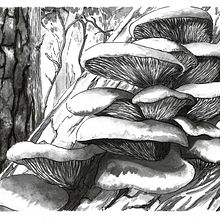 Inktober2018. Un proyecto de Ilustración tradicional de Sara Leonor Plaza Martínez - 02.11.2018