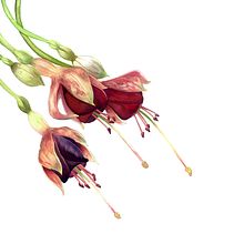 Fucsias en acuarela. Un projet de Beaux Arts de Myriam - 04.11.2018