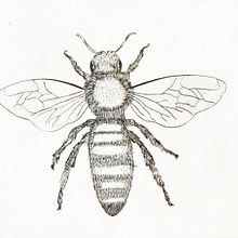 Insecte treballat amb tinta xinesa Ein Projekt aus dem Bereich Bildende Künste, Zeichnung und Traditionelle Illustration von Anna Teixidó Cubí - 12.11.2018