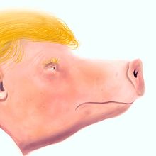 Trumpig. Traditional illustration project by Nicolás Serrano Bucheli - 10.11.2017