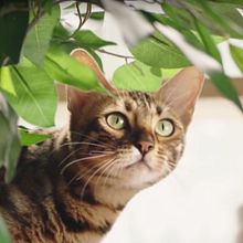 Comercial Cat Chow. Art Direction, and Advertising project by Mech Ibañez - 01.10.2017