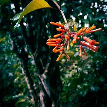 Diseño para evento en piscina de panama. Design, Poster Design, and Graphic Design project by Melquisedec Stocel - 04.27.2018