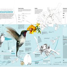 EL PICAFLOR DE ARICA, EL AVE MÁS PEQUEÑA DESAPARECE . Infographics, Creativit, Information Design, and Traditional illustration project by Victor Abarca - 11.17.2018