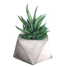 Serie botánica Ein Projekt aus dem Bereich Traditionelle Illustration von Tamara Castro Laplaña - 21.11.2017