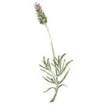 Ilustración científica: flora. Traditional illustration project by Laya Garcia Gil - 11.22.2018