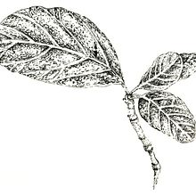 Ilustración científica: flora. Traditional illustration project by Laya Garcia Gil - 11.22.2018