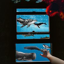Las Ballenas y el Cachalote. Un proyecto de Creatividad y Retoque fotográfico de Cheryl Coello - 23.11.2018