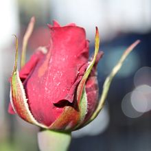 Belleza de Jardín. Photograph project by Jonathan Heredia S - 11.26.2018