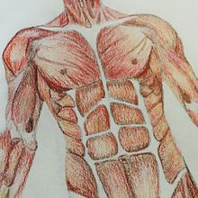 - A N A T O M I A   M U S C L E S -. Un proyecto de Dibujo, Dibujo a lápiz e Ilustración tradicional de Silvia Esquinas - 27.11.2018
