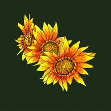Mi Proyecto del curso: Ilustración botánica con acuarela. GIRASOLS. Un proyecto de Ilustración tradicional de Carme Farrerons - 08.12.2018