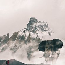 Inmortal Elephant . Desain Grafis proyek oleh Abelardo Rodriguez - 12.08.2018