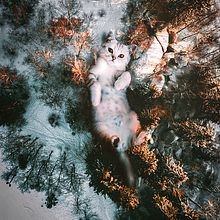 Cute cat in Skullerud / Lindo gato en Skullerud. Fine Arts, Collage, Creativit, Graphic Design, and Photo Retouching project by Aneth Charles - 12.18.2018