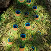 Museo Dolores Olmedo (Ciudad de México, México). Een project van Fotografie van Jahir Valencia - 31.12.2018