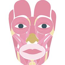 Frame by frame: Músculos de la expresión facial. Animation, 2D Animation, and Digital Illustration project by Valentina Carrasco Martínez - 12.28.2018