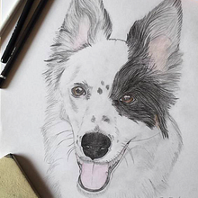 Border-collie. Drawing, Pencil Drawing, and Portrait Drawing project by Vanesa Vilaseca - 05.07.2016