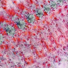 Flower Print. Arts, and Crafts project by Marcela Padilla - 01.07.2019