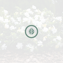 Marca "gardenia" - Jardín Botánico. Br, ing & Identit project by Ángela Fernández García - 01.09.2019