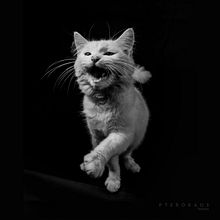 Cat  Ein Projekt aus dem Bereich Fotografie von Iván Adrik - 09.01.2019