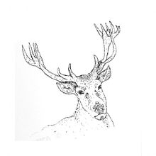 dibujos  rapidografo. Desenho projeto de Carolina Naranjo Mejía - 09.01.2019