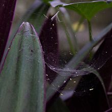 Serie Fotográfica "Tlalli". Projekt z dziedziny Fotografia użytkownika momo no kosame. - 06.08.2019