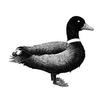 European Animals. Projekt z dziedziny  R, sunek art, st, czn, Ilustracja c, frowa,  R, sunek,  Sztuki piękne, Projektowanie graficzne, Trad, c i jna ilustracja użytkownika Carmen Marina Contreras - 11.01.2019