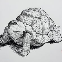 Mi Proyecto del curso: De principiante a superdibujante Ein Projekt aus dem Bereich Traditionelle Illustration von Claudio Stepffer - 12.01.2019