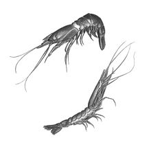 Dibujos realistas de dos gambas.. Drawing, Pencil Drawing, Realistic Drawing, and Traditional illustration project by Sente Ureña - 01.16.2019