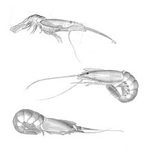 Dibujos analíticos de varias gambas.. Sketching, Drawing, Pencil Drawing, Graphic Design, and Traditional illustration project by Sente Ureña - 01.16.2019