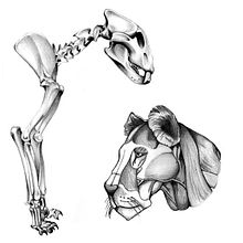 Dibujos morfológicos de un león.. Un proyecto de Bellas Artes, Dibujo, Dibujo a lápiz, Dibujo realista, Diseño gráfico e Ilustración tradicional de Sente Ureña - 16.01.2019