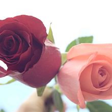 Rosas estrellas . % María Quintero tarafından hazırlanan Ürün Fotoğrafçılığı projesi - 05.19.2018