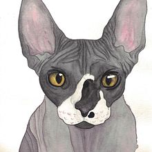 Sphynxs. Ilustração tradicional projeto de sara gayol - 28.01.2018