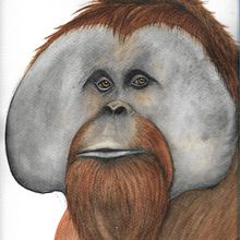 Orangutan. Ilustração tradicional, e Pintura em aquarela projeto de sara gayol - 07.02.2019