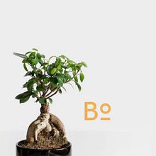 Bonsai . Desain Grafis, Desain Interaktif, Desain Web, Pencitraan Merek & Identitas proyek oleh veropallardo - 05.10.2017