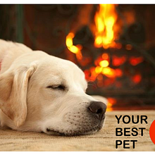 Mi Proyecto del curso: YOUR BEST PET Ein Projekt aus dem Bereich Br, ing und Identität, Kreativität, Werbung und Social Media von Rocio de la Iglesia - 02.07.2019