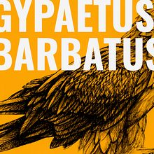 Gypaetus Barbatus. Graphic Design, and Traditional illustration project by Alvaro Santamaría Muñoz - 02.16.2019