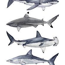 TIBURONES II. Un proyecto de Dibujo, Ilustración tradicional y Pintura a la acuarela de Beatriz Abaitua - 17.02.2019