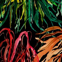Cochayuyos (algas) en el mar. Un progetto di Illustrazione tradizionale di Julieta Andrea Hain - 21.11.2018