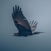 Paisaje y Animales . Fotografi Digital proyek oleh Juan Lazalde - 03.04.2019