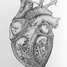 Corte transversal de Corazón Humano. Traditional illustration project by Andrés Rodriguez Ramirez - 07.11.2018