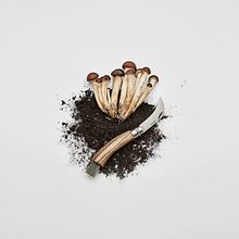 F o o d    B i r t h. Photograph, Studio Photograph, Product Photograph, Digital Photograph, and Photographic Lighting project by Oscar Arribas - 04.21.2018