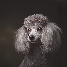 Mascotas . Fotografie portret de erikalpizar - 03.06.2019