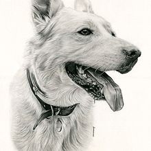 MAX THE WHITE SHEPHERD. Fine Arts, Concept Art, Creativit, Drawing, Pencil Drawing, Artistic Drawing, Portrait Drawing, Realistic Drawing, Design, Graphic Design, Photograph, Traditional illustration, and Painting project by Laura Romero Illustration - 03.02.2019