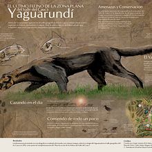 Yaguarundí, El Último Felino De La Zona Plana del Valle del Cauca. Traditional illustration project by jorge_lizarazo_b - 06.04.2019