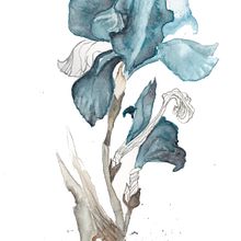 Mi Proyecto del curso: Técnicas aplicadas de ilustración en acuarela. Traditional illustration project by Joaquín Morales Gómez - 03.22.2019