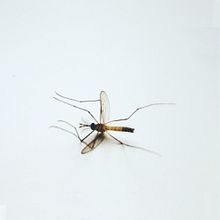 A mosquito . Projekt z dziedziny Fotografia, Fotografia art, st, czna i Fotografowanie smartfonem użytkownika Bárbara López - 20.06.2018