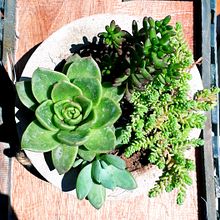 Mi Proyecto del curso: Diseño y creación  de composiciones botánicas. Un proyecto de Paisajismo de Adriana Panozo Muguertegui - 09.04.2019