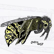 Queen Wasp. Drawing, Pencil Drawing, and Digital Illustration project by Pedro Luis Guerra Hernàndez - 04.21.2019